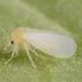 thumbnail for publication: Aleyrodidae (whiteflies)
